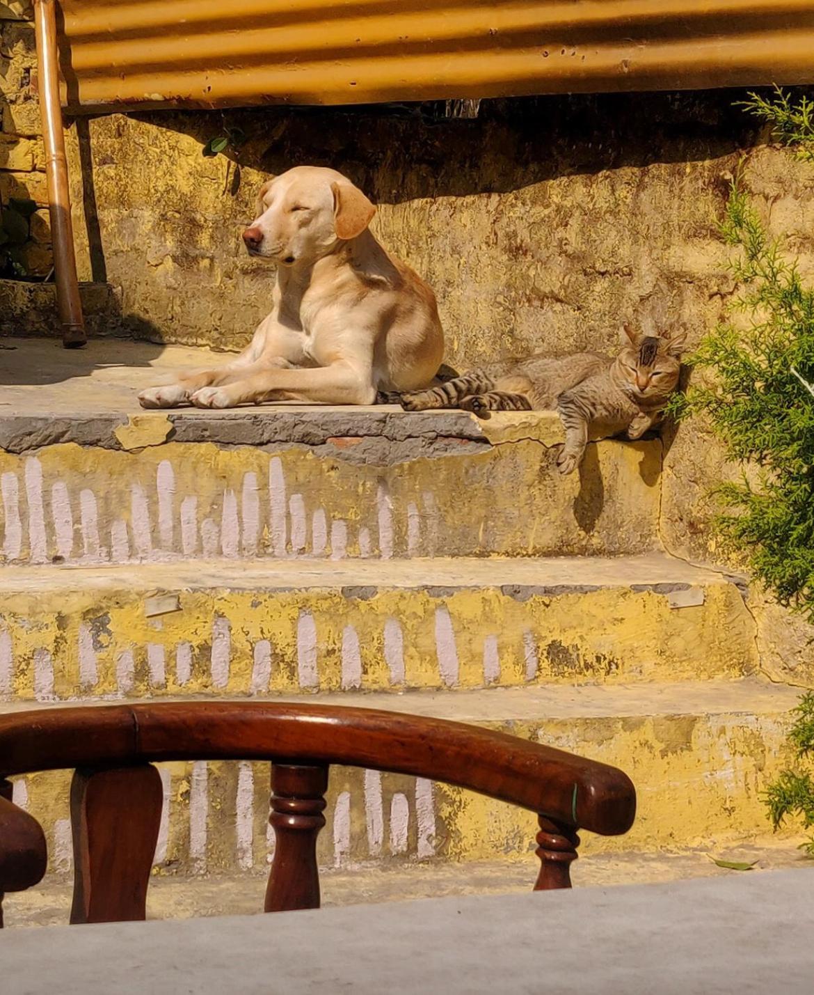 Art Bliss Hostel Rishikesh Ngoại thất bức ảnh